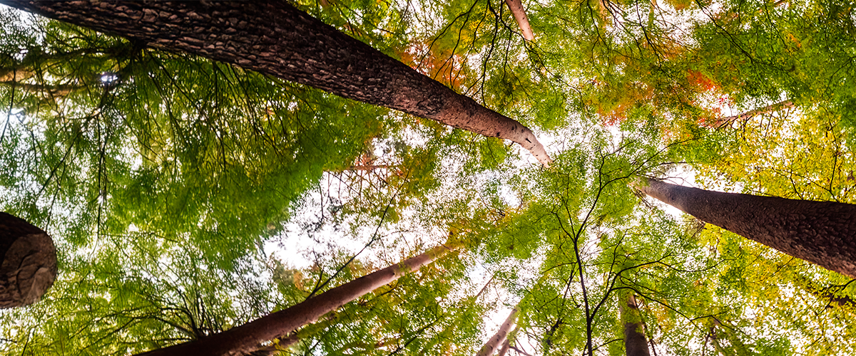 Imagen de 8 acciones para cuidar el medio ambiente en mi comunidad