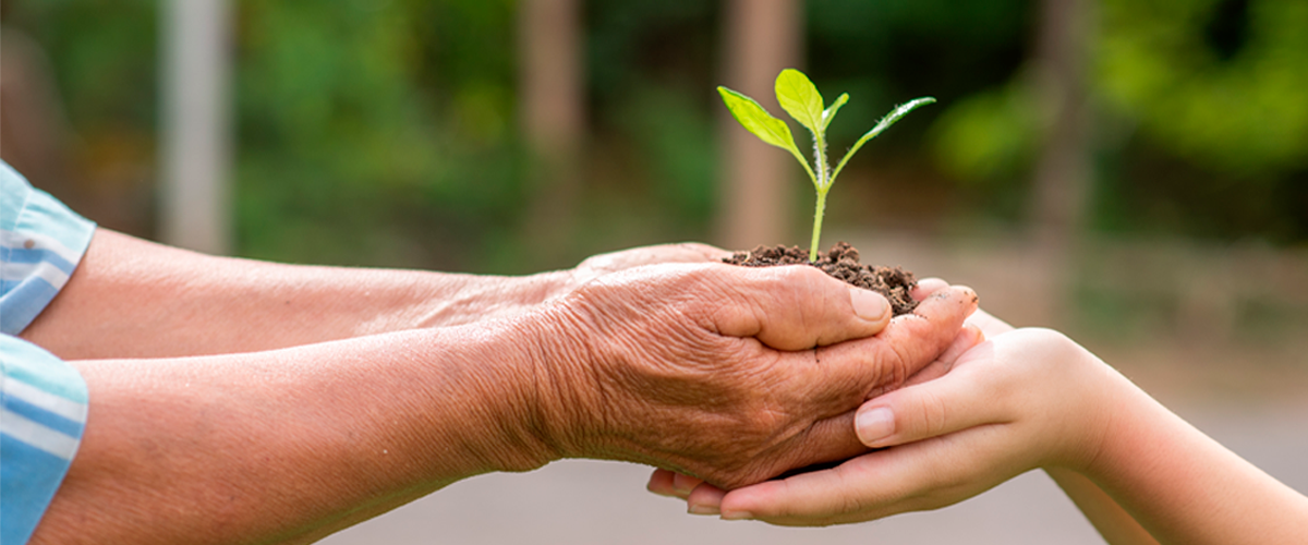 Imagen de ¿Cuáles son los principios de la sustentabilidad?
